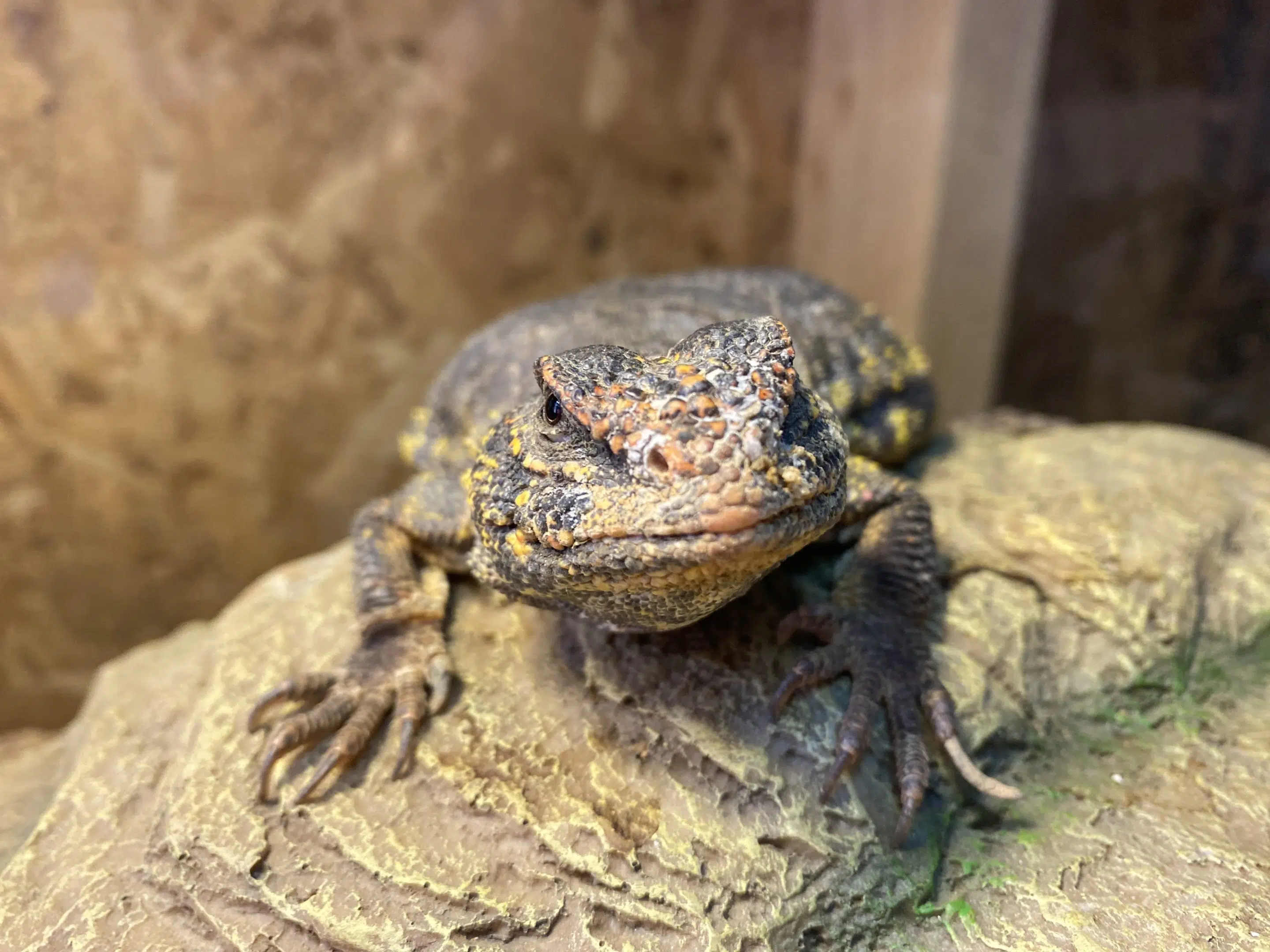 uromastyx, Hero | Frog Beans Hero, our uromastyx